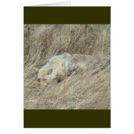 R13 Coyote in Tall Grass