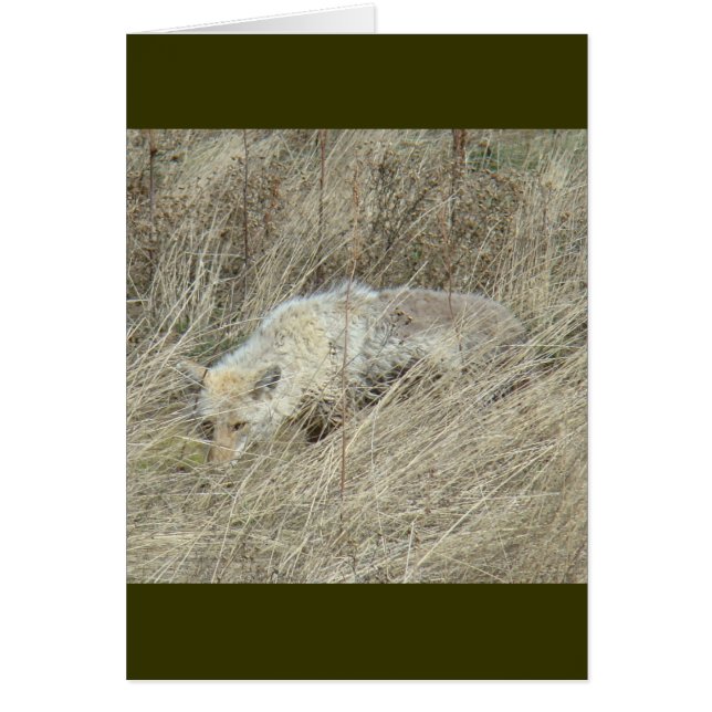 R13 Coyote in Tall Grass (正面)