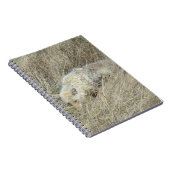 R13 Coyote in Tall Grass ノートブック (右側)