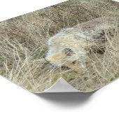 R13 Coyote in Tall Grass ポスター (角)