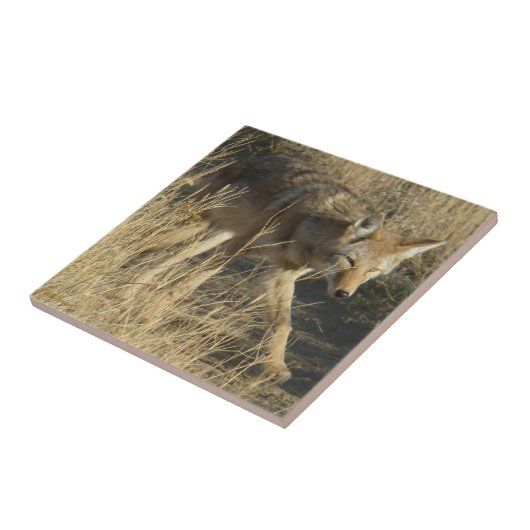 R14コヨーテの歩く タイル (側面)