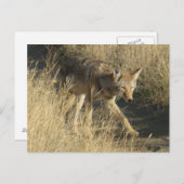 R14 コヨーテの歩行 ポストカード (正面/裏面)