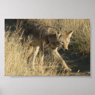 R14 Coyote Walking ポスター