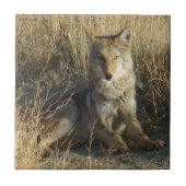 R15コヨーテの置くこと タイル (正面)