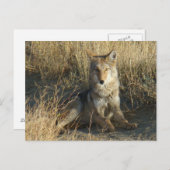 R15コヨーテ敷設 ポストカード (正面/裏面)