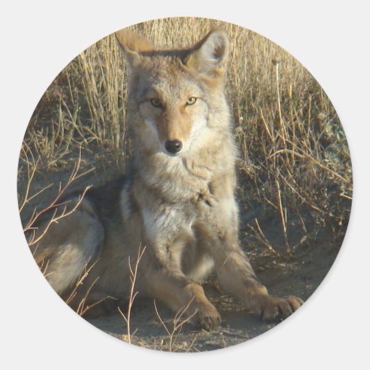 R15コヨーテ敷設 ラウンドシール (正面)