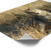 R15 コヨーテが横になっている ポスター (角)