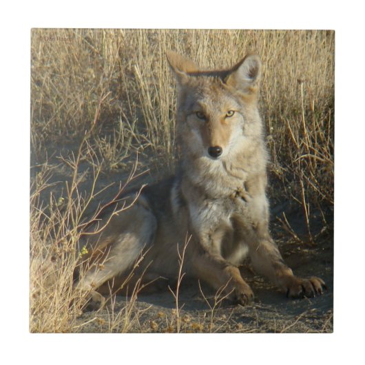 R15 コヨーテの横たわり タイル (正面)