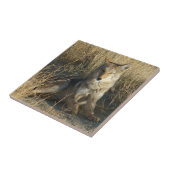 R15 コヨーテの横たわり タイル (側面)