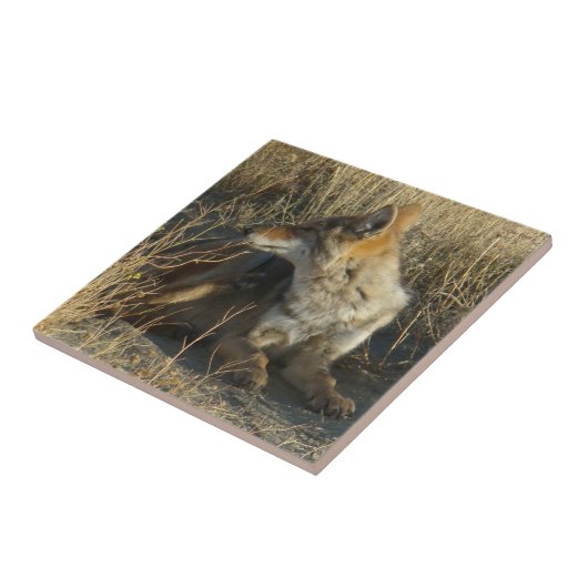 R16コヨーテの引っ掻き タイル (側面)