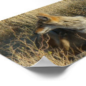 R16コヨーテスクラッチ ポスター (角)