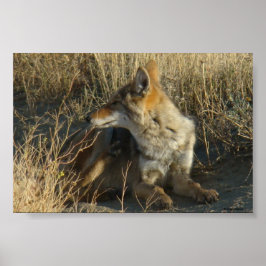 R16コヨーテスクラッチ ポスター