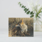 R16コヨーテスクラッチ ポストカード (スタンド正面)