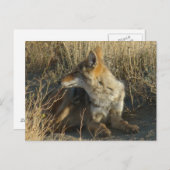 R16コヨーテスクラッチ ポストカード (正面/裏面)