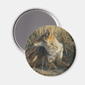 R16コヨーテスクラッチ マグネット (正面/裏面)