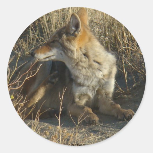 R16コヨーテスクラッチ ラウンドシール (正面)