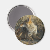 R16 コヨーテが引っかく マグネット (正面/裏面)