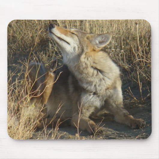 R17コヨーテの負傷 マウスパッド (正面)