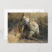 R17コヨーテスクラッチ ポストカード (正面/裏面)