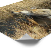 R17 コヨーテが引っかく ポスター (角)