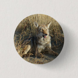 R18コヨーテの置くこと 缶バッジ