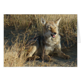 R18コヨーテ敷設