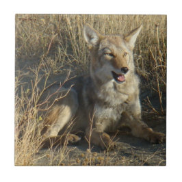 R18コヨーテ敷設 タイル