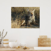 R18コヨーテ敷設 ポスター (キッチン)