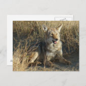 R18コヨーテ敷設 ポストカード (正面/裏面)