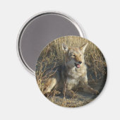 R18コヨーテ敷設 マグネット (正面/裏面)