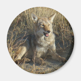 R18コヨーテ敷設 マグネット