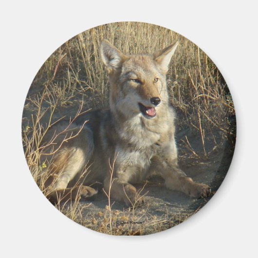 R18コヨーテ敷設 マグネット (正面)