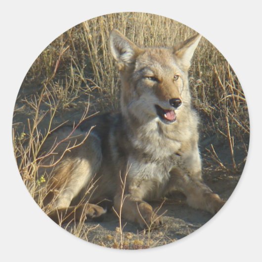 R18コヨーテ敷設 ラウンドシール (正面)