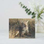 R18 コヨーテの横たわり ポストカード (スタンド正面)