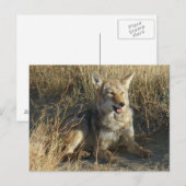 R18 コヨーテの横たわり ポストカード (正面/裏面)