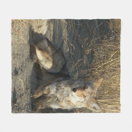 R19コヨーテの置くこと フリースブランケット (正面(横))