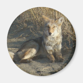 R19コヨーテ敷設 マグネット