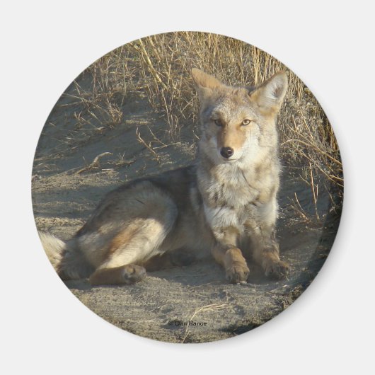 R19コヨーテ敷設 マグネット (正面)