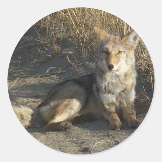 R19コヨーテ敷設 ラウンドシール (正面)