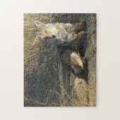 R19 コヨーテの横たわり ジグソーパズル (縦)