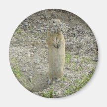 R1 Gopher Richardson's Ground Squirrel