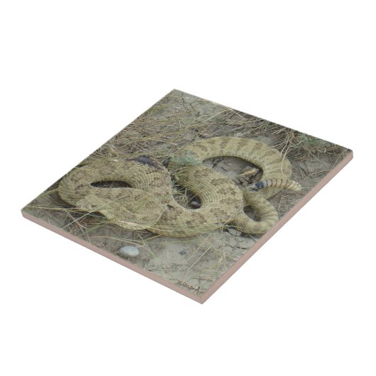 R20草原ガラガラヘビ タイル (側面)