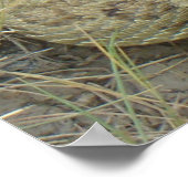 R20 プレーリー ラトルスネーク ポスター (角)