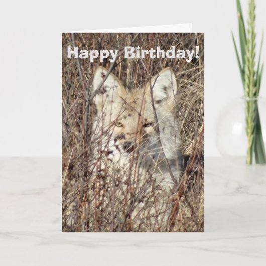 R21 コヨーテ "見ている" カード (正面)