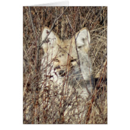 R21 Coyote "Watching You"