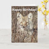 R21 Coyote「Watching You」 カード (黄色い花)