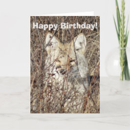 R21 Coyote「Watching You」 カード