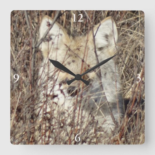 R21 Coyote "Watching You" スクエア壁時計 (正面)