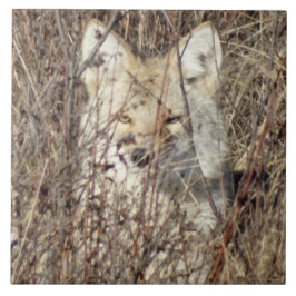 R21 Coyote "Watching You" タイル