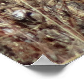 R21 Coyote "Watching You" ポスター (角)